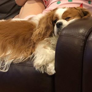 Meet your Posher, Ariel